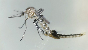 mosquito-aedes-580x330